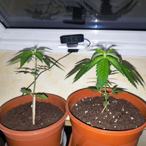 Special Queen growlog timeline photo