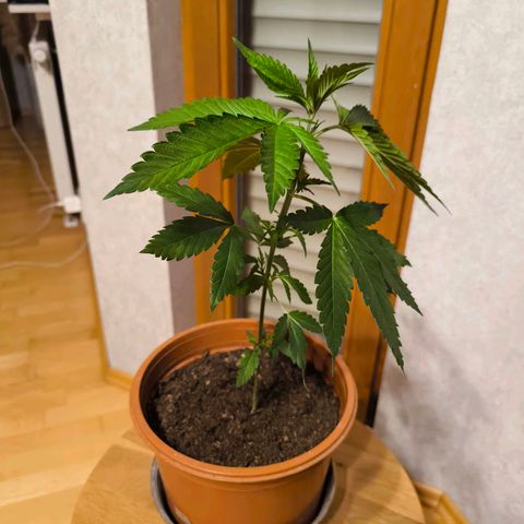 Special Queen growlog timeline photo