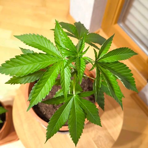 Special Queen growlog timeline photo