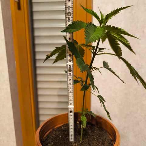 Special Queen growlog timeline photo