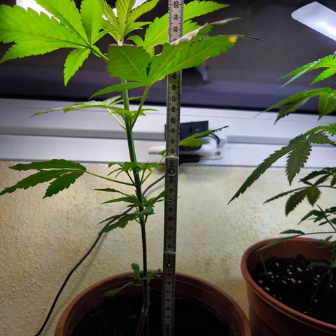 Special Queen growlog timeline photo