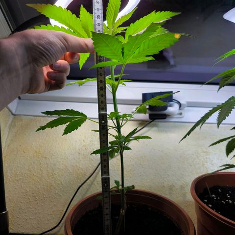 Special Queen growlog timeline photo