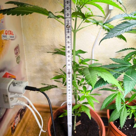 Special Queen growlog timeline photo