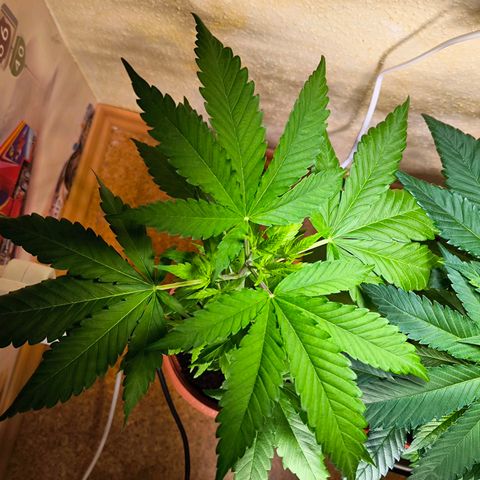 Special Queen growlog timeline photo