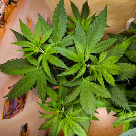 Special Queen growlog timeline photo