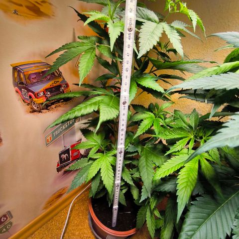 Special Queen growlog timeline photo