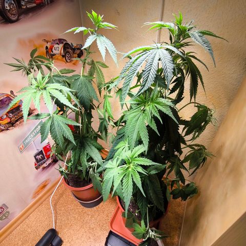 Special Queen growlog timeline photo