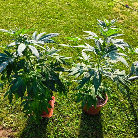Special Queen growlog timeline photo
