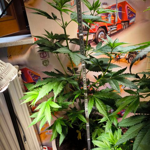 Special Queen growlog timeline photo