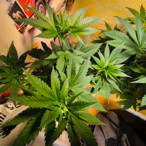 Special Queen growlog timeline photo