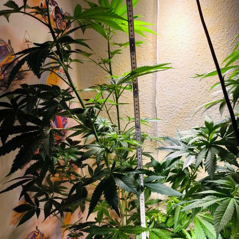Special Queen growlog timeline photo