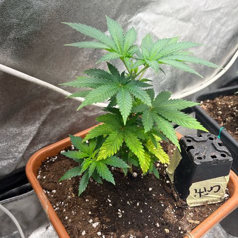 Critical growlog timeline photo