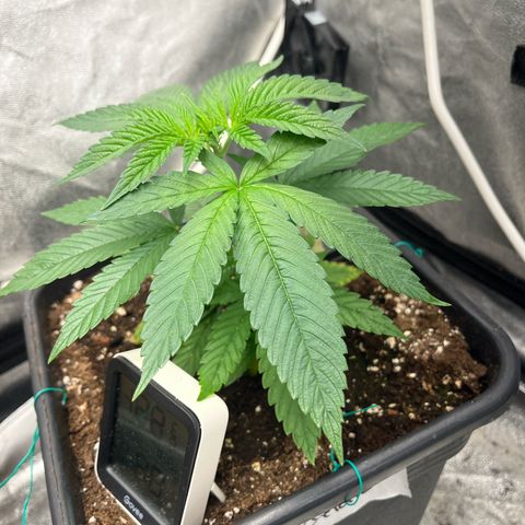American pie  growlog timeline photo