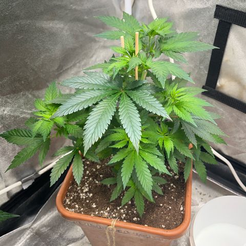 Critical growlog timeline photo