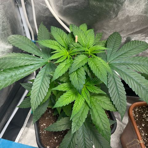 American pie  growlog timeline photo