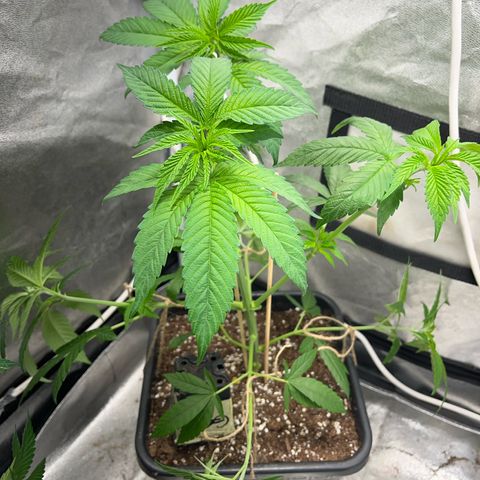 American pie  growlog photo: Geschnitten gebogen 