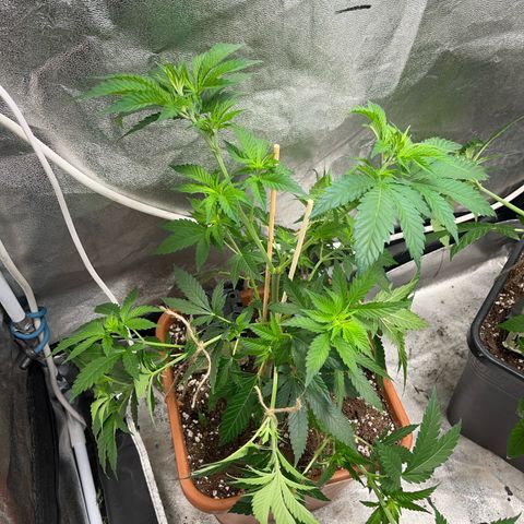 Critical growlog photo: Geschnitten gebogen 