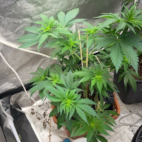 Critical growlog timeline photo