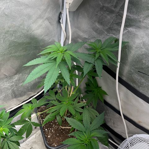 American pie  growlog timeline photo