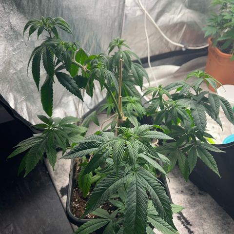 American pie  growlog timeline photo