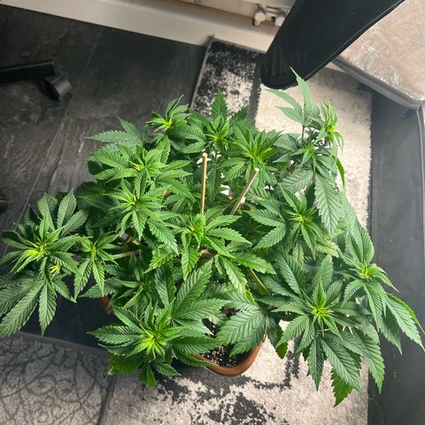 Critical growlog timeline photo