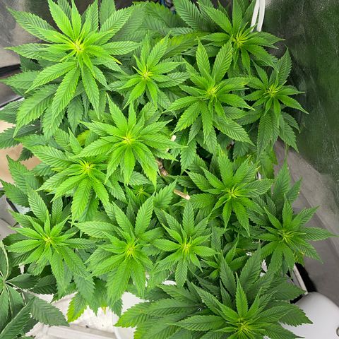Critical growlog timeline photo