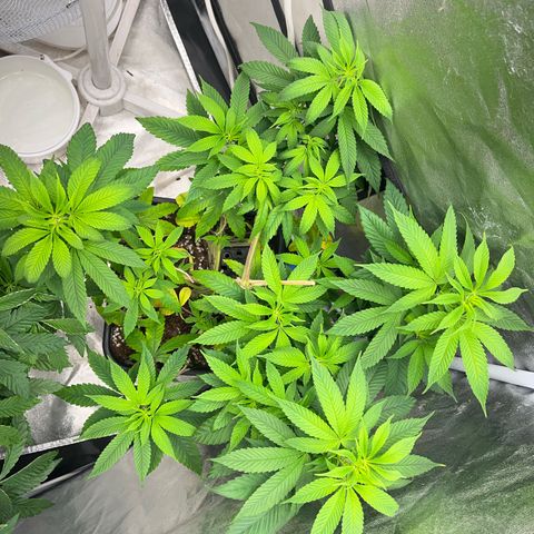 American pie  growlog timeline photo