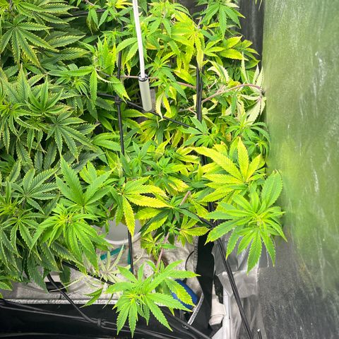 Critical growlog photo: Blütenphasw 1 Tag 
