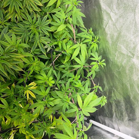 American pie  growlog photo: Blütenphase Tag 1