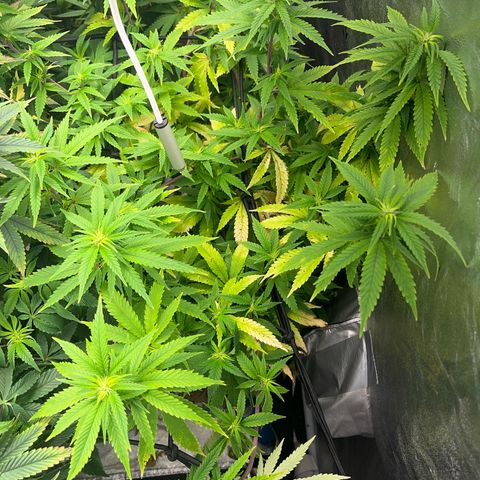 Critical growlog timeline photo