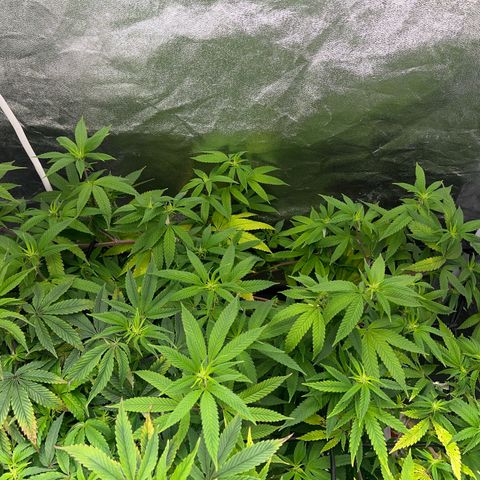 American pie  growlog timeline photo