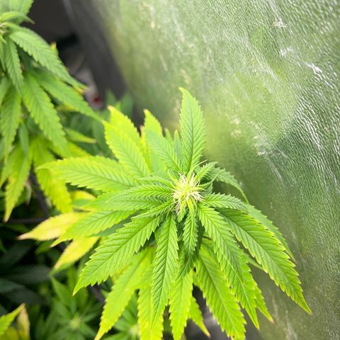 Critical growlog photo: Blüte nach 15 Tagen 