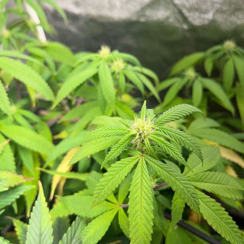 American pie  growlog photo: Blüte nach 15 Tagen 