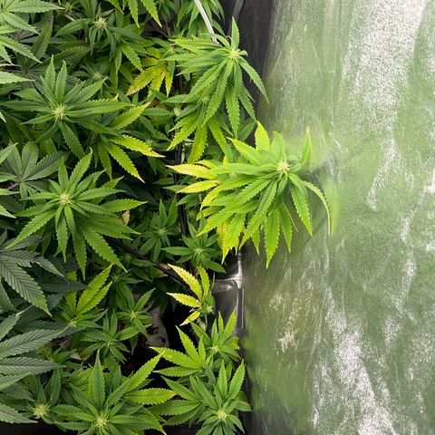 Critical growlog timeline photo