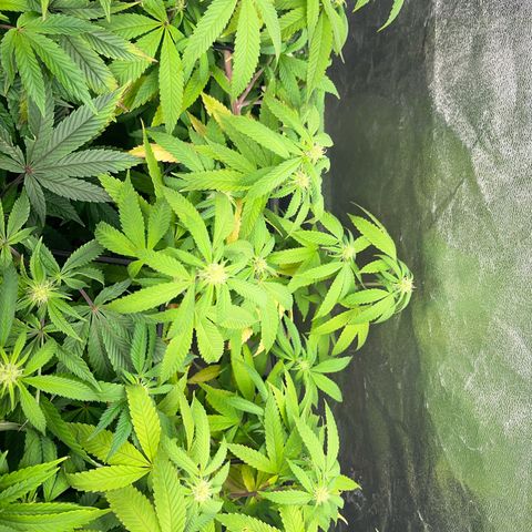 American pie  growlog timeline photo