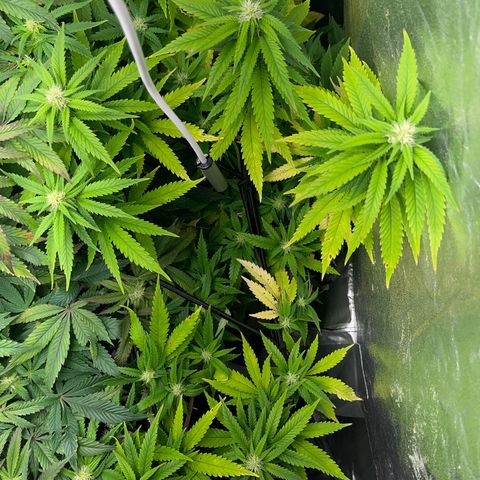 Critical growlog timeline photo