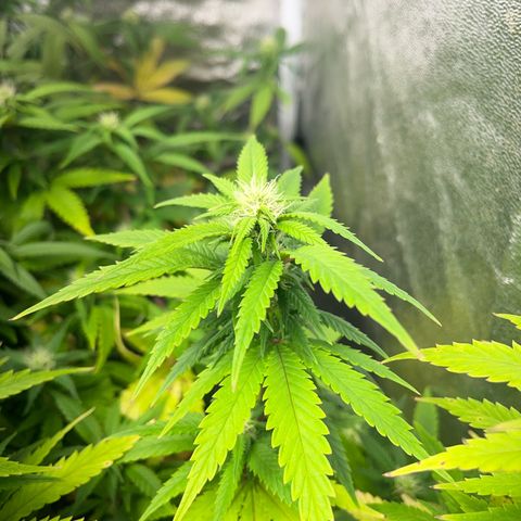 Critical growlog timeline photo