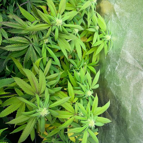 American pie  growlog timeline photo