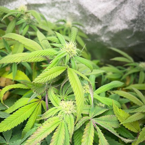 American pie  growlog timeline photo