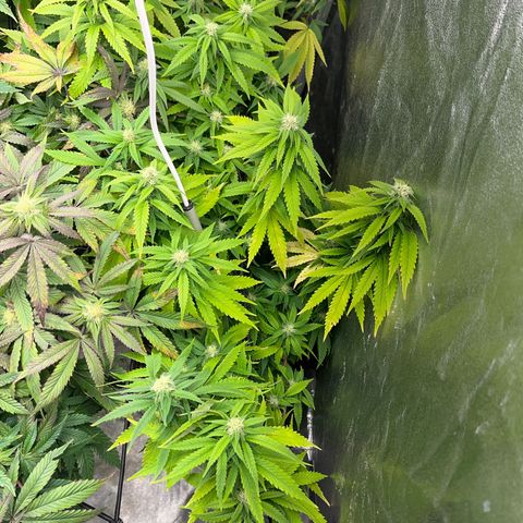 Critical growlog timeline photo