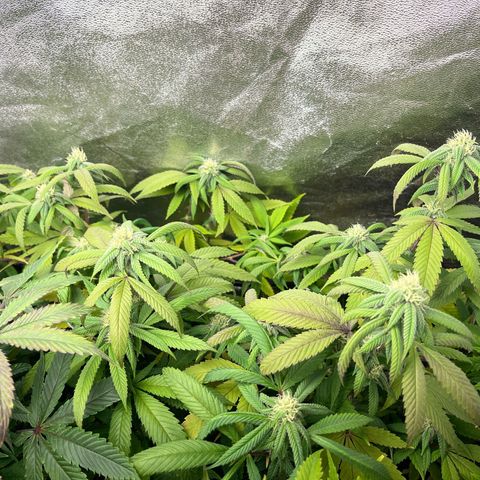 American pie  growlog timeline photo