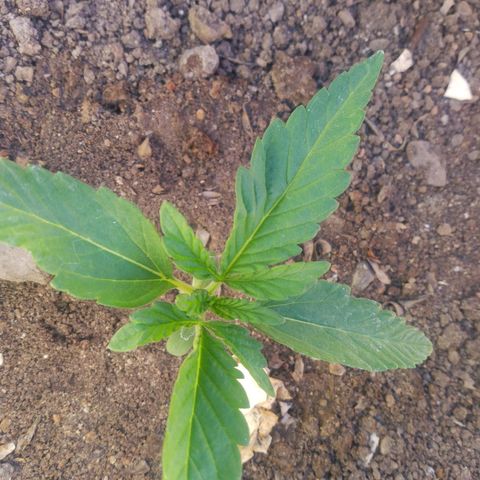 Violecto Kush  growlog timeline photo