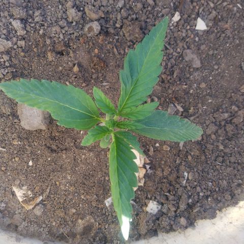 Violecto Kush  growlog timeline photo
