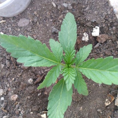 Violecto Kush  growlog timeline photo