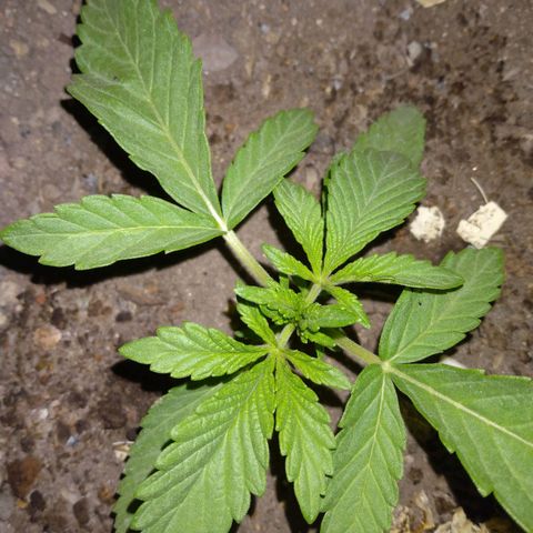 Violecto Kush  growlog timeline photo