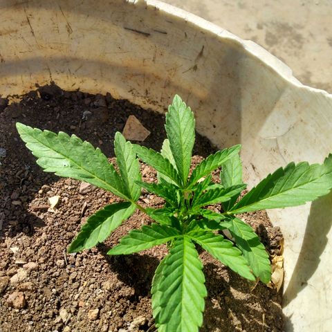Violecto Kush  growlog timeline photo
