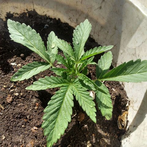 Violecto Kush  growlog timeline photo