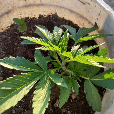 Violecto Kush  growlog timeline photo