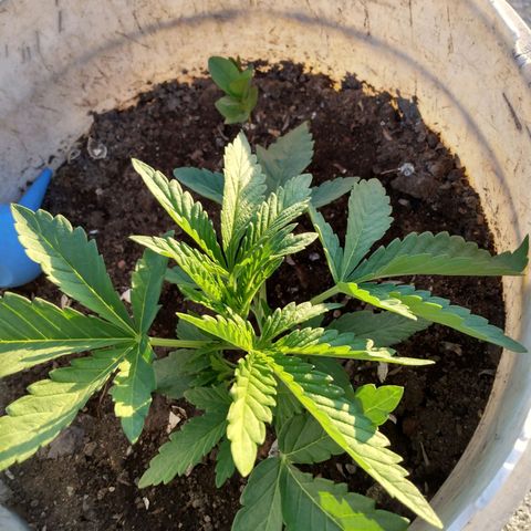Violecto Kush  growlog timeline photo