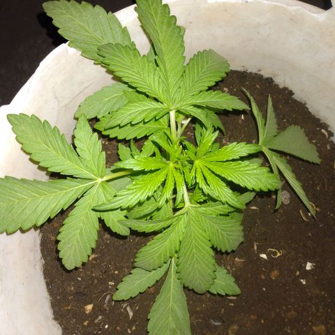 Violecto Kush  growlog timeline photo